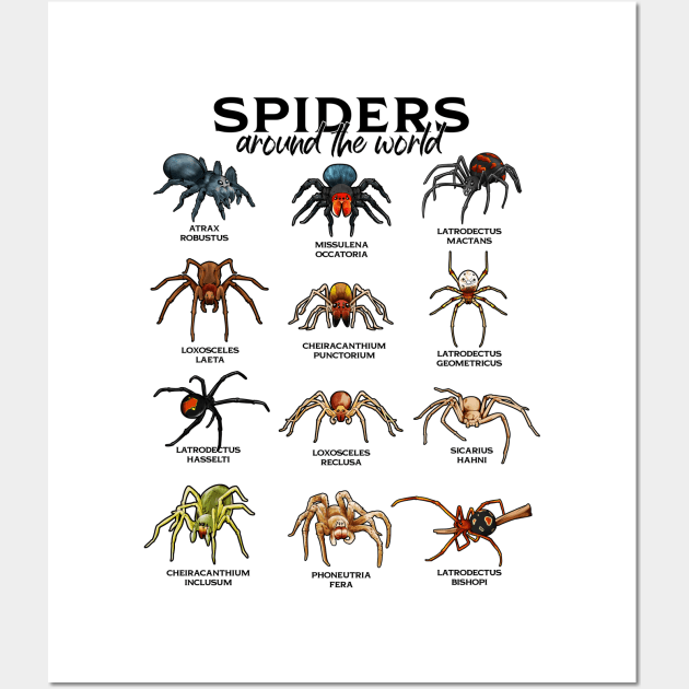 Spiders around the world - spider species Wall Art by Modern Medieval Design